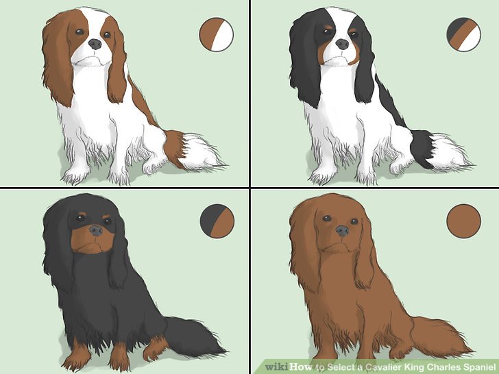 Credit: https://www.wikihow.com/Select-a-Cavalier-King-Charles-Spaniel