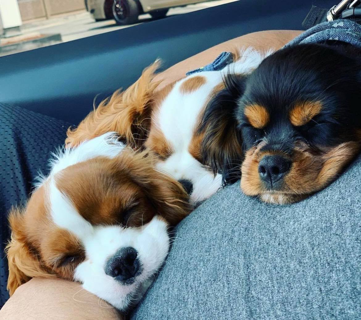 Dog Leia, Qi'ra, Han Solo
